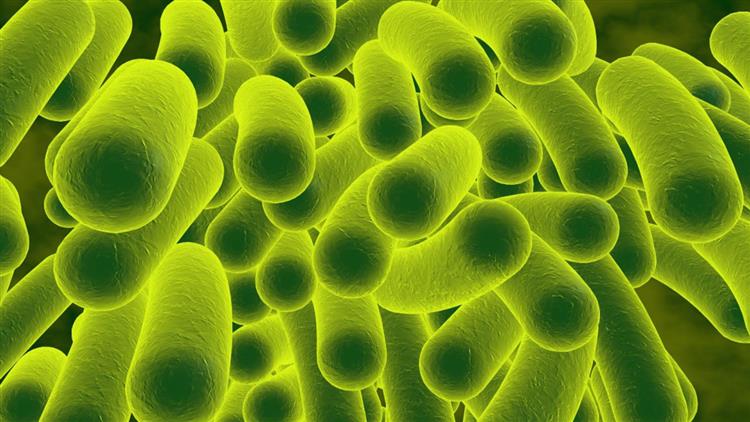 استخدام باکتری‌ ها برای ساختن اتم به اتم کاتالیزورها